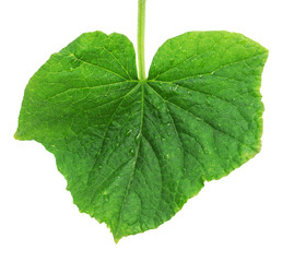 Leaf cucumber