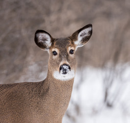 Fototapeta premium White-tailed Deer Doe Portrait in Winter