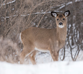 Naklejka na ściany i meble White-tailed Deer Doe Fawn in Winter