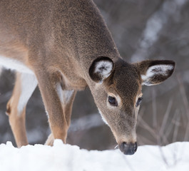 White-tailed Deer Doe in Winter