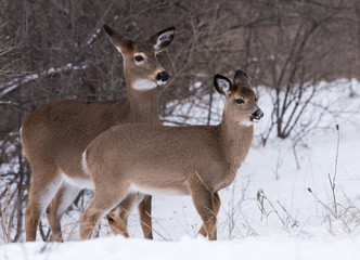 Naklejka na ściany i meble White-tailed Deer Doe with Fawn in Winter