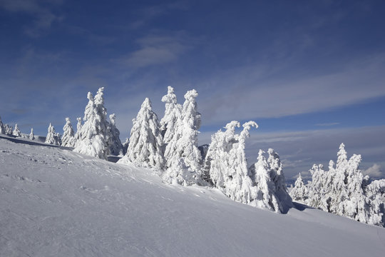 Fir trees covered with snow