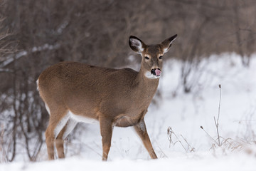 White-tailed Deer Doe in Winter