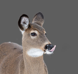 White-tailed Deer Doe Portrait in Winter
