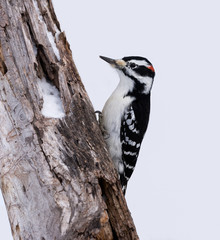 Male Hairy Woodpecker in Winter