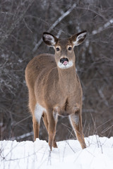 White-tailed Deer in Winter