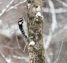 Male Downy Woodpecker in Winter