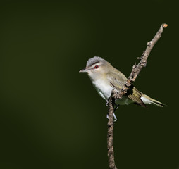 Red-Eyed Vireo on Green Background