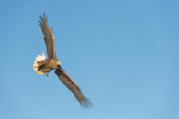 Hunting Sea Eagle