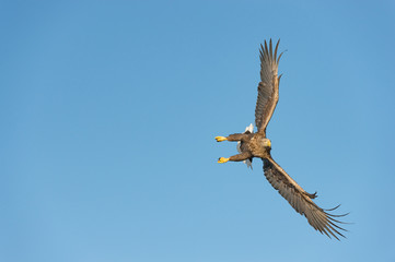 Hunting Sea Eagle