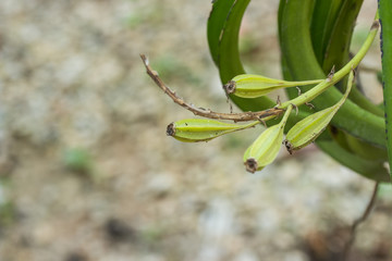 pod of an orchid.