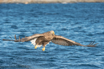 Hunting Sea Eagle