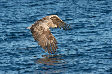 Hunting Sea Eagle