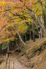 Fototapeta na wymiar Beautiful autumn at Korankei