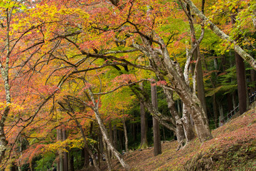 Obraz na płótnie Canvas Beautiful autumn at Korankei