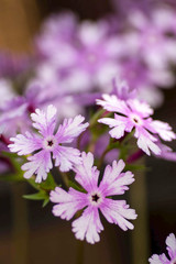 Obraz premium さくら草