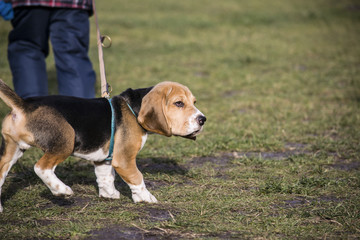 beagle puppy in the street