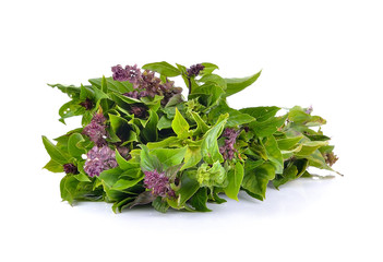 Sweet Basil on white background