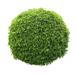 Cute ball shaped bush isolated on white background
