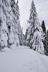 Snow Covered Trees in the Mountains. Winter Landscape.