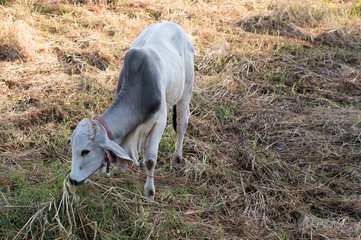 white cow eating on grass field