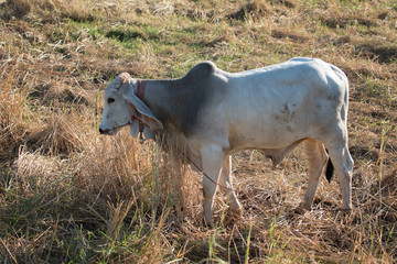 white cow eating on grass field