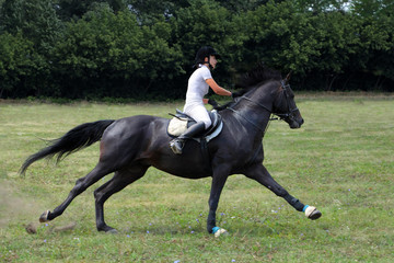 Young woman riding Trakehner horse speedy gallop