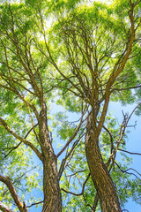 leaves of the willow