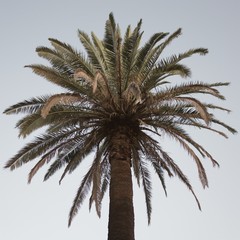 Fototapeta premium palm tree