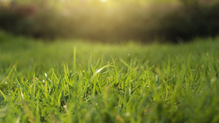 green grass with warm sunlight background