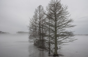 Row of Bald Cypress trees in ice and fog at Stumpy Lake in Virginia Beach, Virginia.