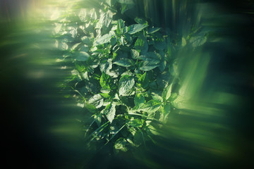 top view image of fresh plant and movement, abstract style image

