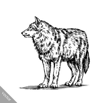 black and white engrave isolated wolf