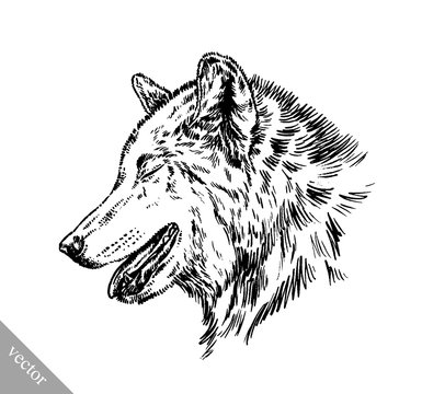 black and white engrave isolated wolf