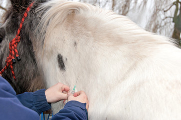 Vet injecting a horse in the neck