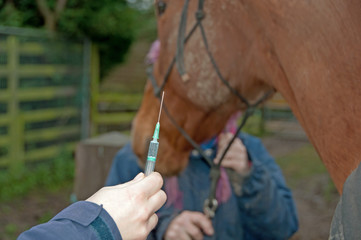 Vet getting ready to administer an injection to a horse