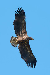 White Tailed Eagle (Haliaeetus albicilla)