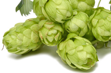 Fototapeta premium Hopfen