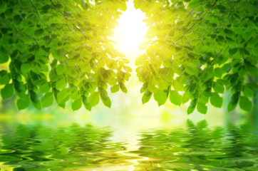 Abstract representation of forest.
