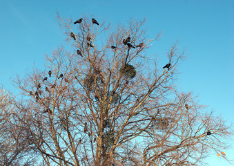 Birds Ravens seated on a tree