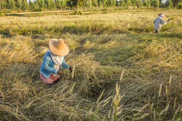 Thai farmer harvest on a rice field - harvesting, harvest rice at paddy field
