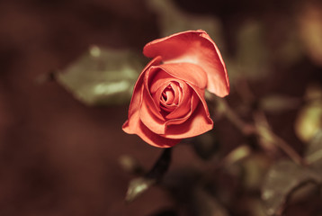 Red rose closeup