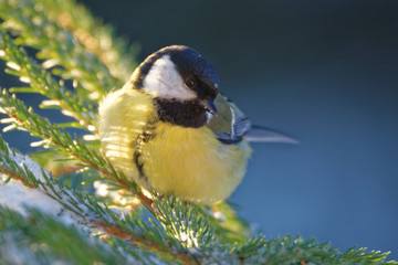 Great tit