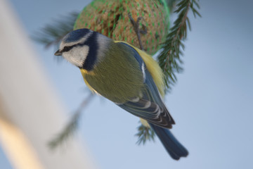 Eurasian blue tit