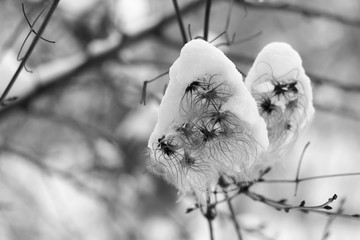 Fluffy seeds of climbing plant (clematis Manchu) sprinkled with white snow