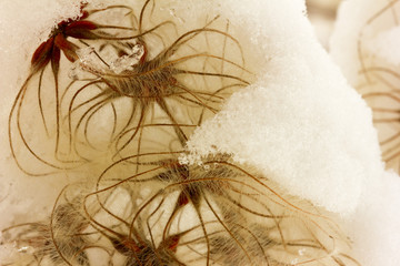 Fluffy seed plants (clematis Manchu) sprinkled with white snow. Closeup, selective focus.