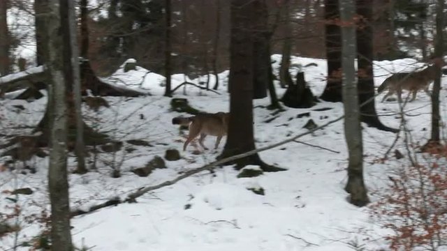 Gray wolf (Canis lupus) pack in winter forest