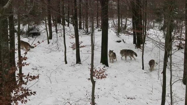 Gray wolf (Canis lupus) pack in winter forest