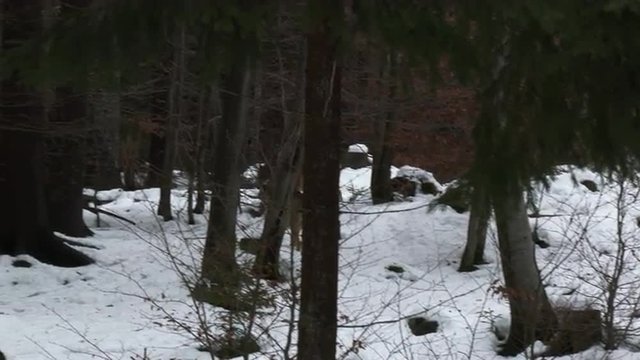 Gray wolf (Canis lupus) pack in winter forest