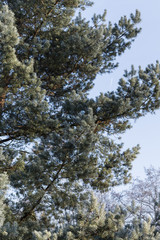 Obraz premium pine tree in the morning with aircraft icing between branches